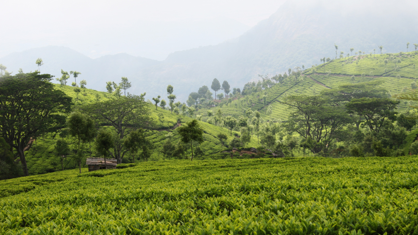 Green Grass Field and Trees During Daytime. Wallpaper in 1366x768 Resolution
