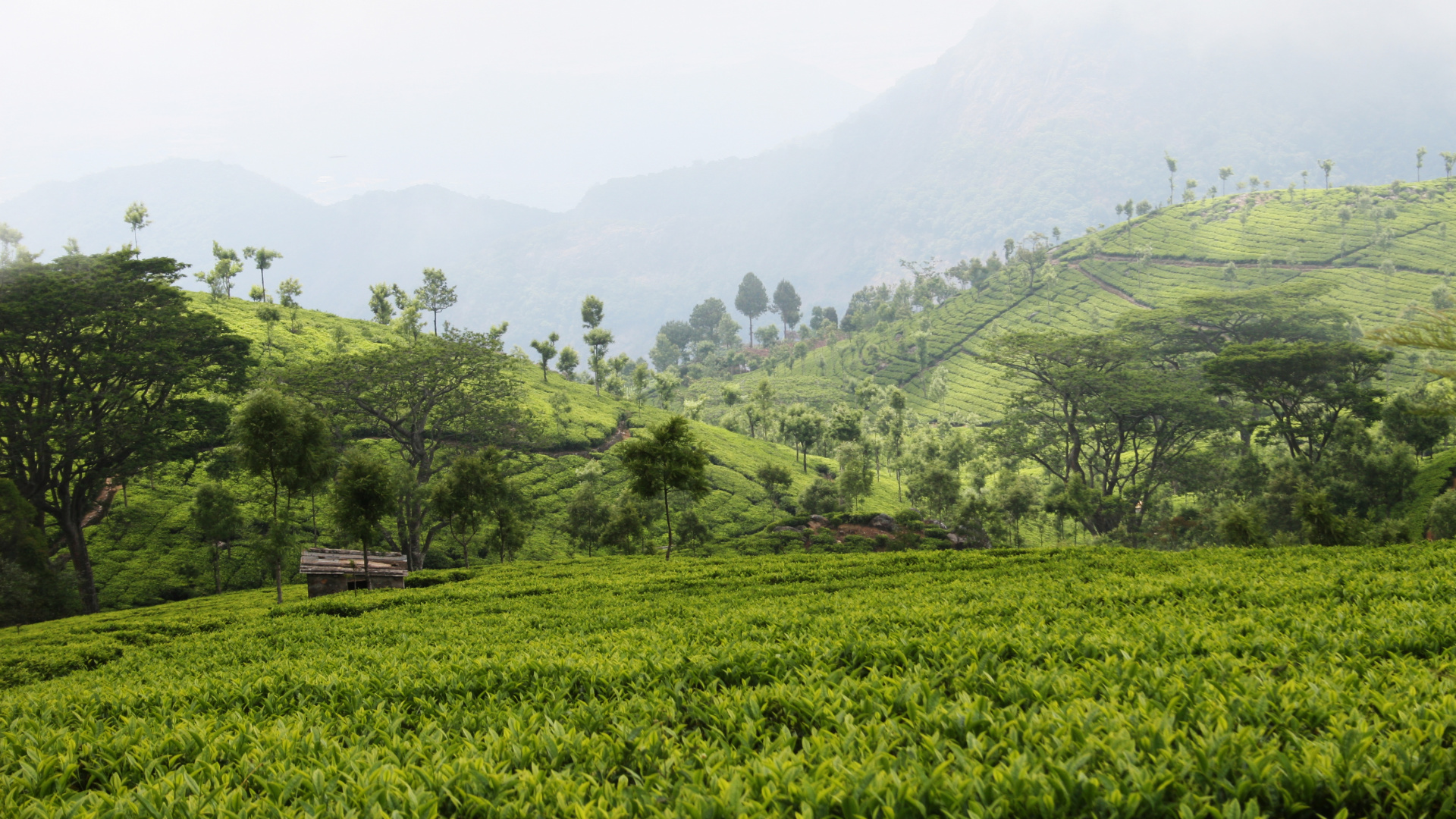 Green Grass Field and Trees During Daytime. Wallpaper in 1920x1080 Resolution