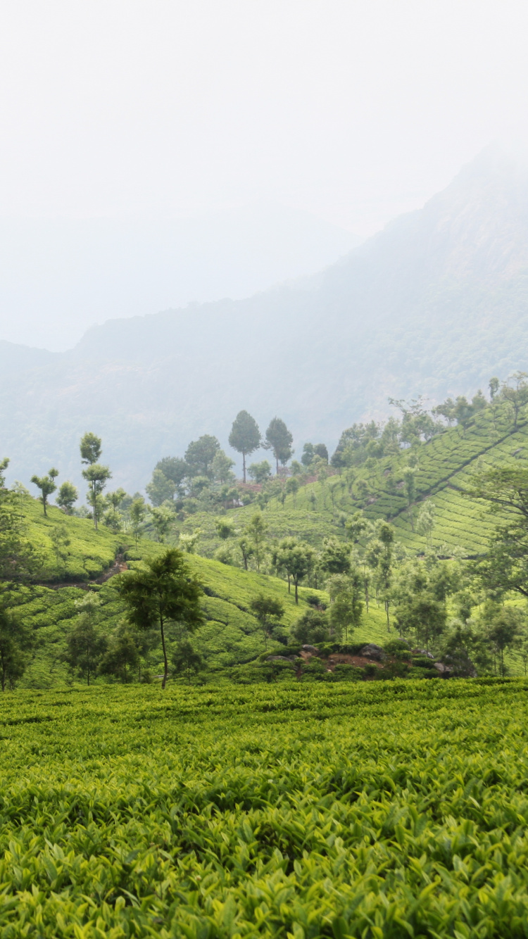 Green Grass Field and Trees During Daytime. Wallpaper in 750x1334 Resolution