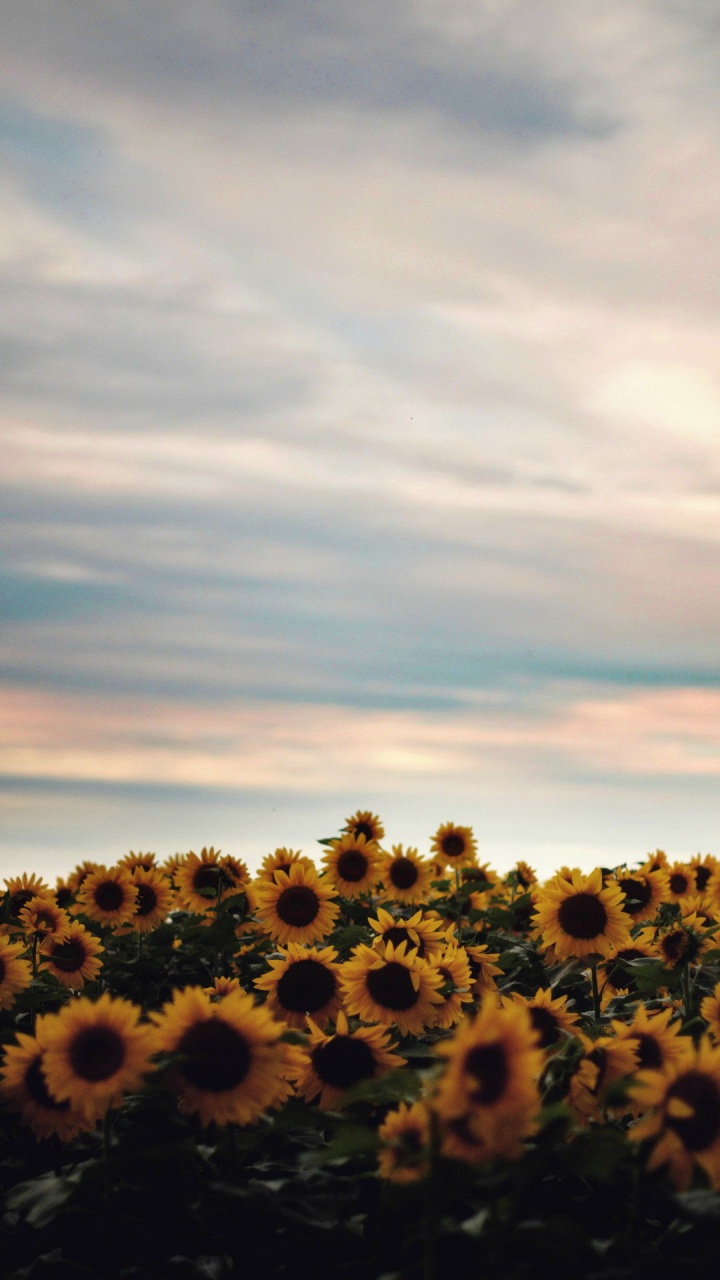 Hamilton, Aesthetics, Aesthetic Fashion, Flower, Cloud. Wallpaper in 720x1280 Resolution