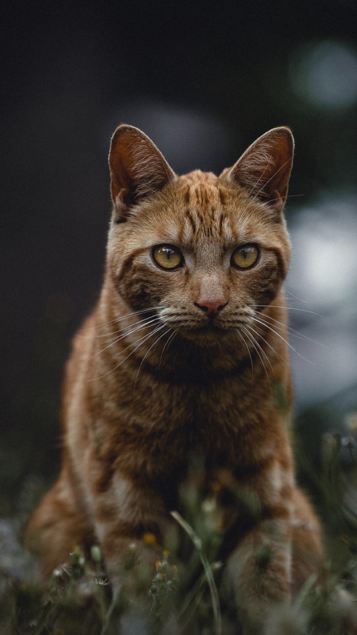 Brown Tabby Cat on Green Grass. Wallpaper in 720x1280 Resolution