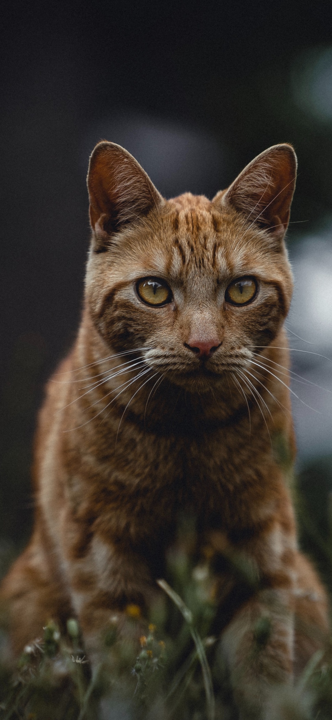 Chat Tigré Brun Sur L'herbe Verte. Wallpaper in 1125x2436 Resolution