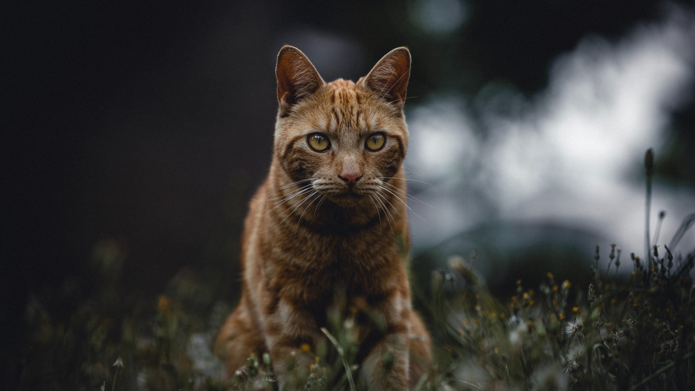 Chat Tigré Brun Sur L'herbe Verte. Wallpaper in 1366x768 Resolution