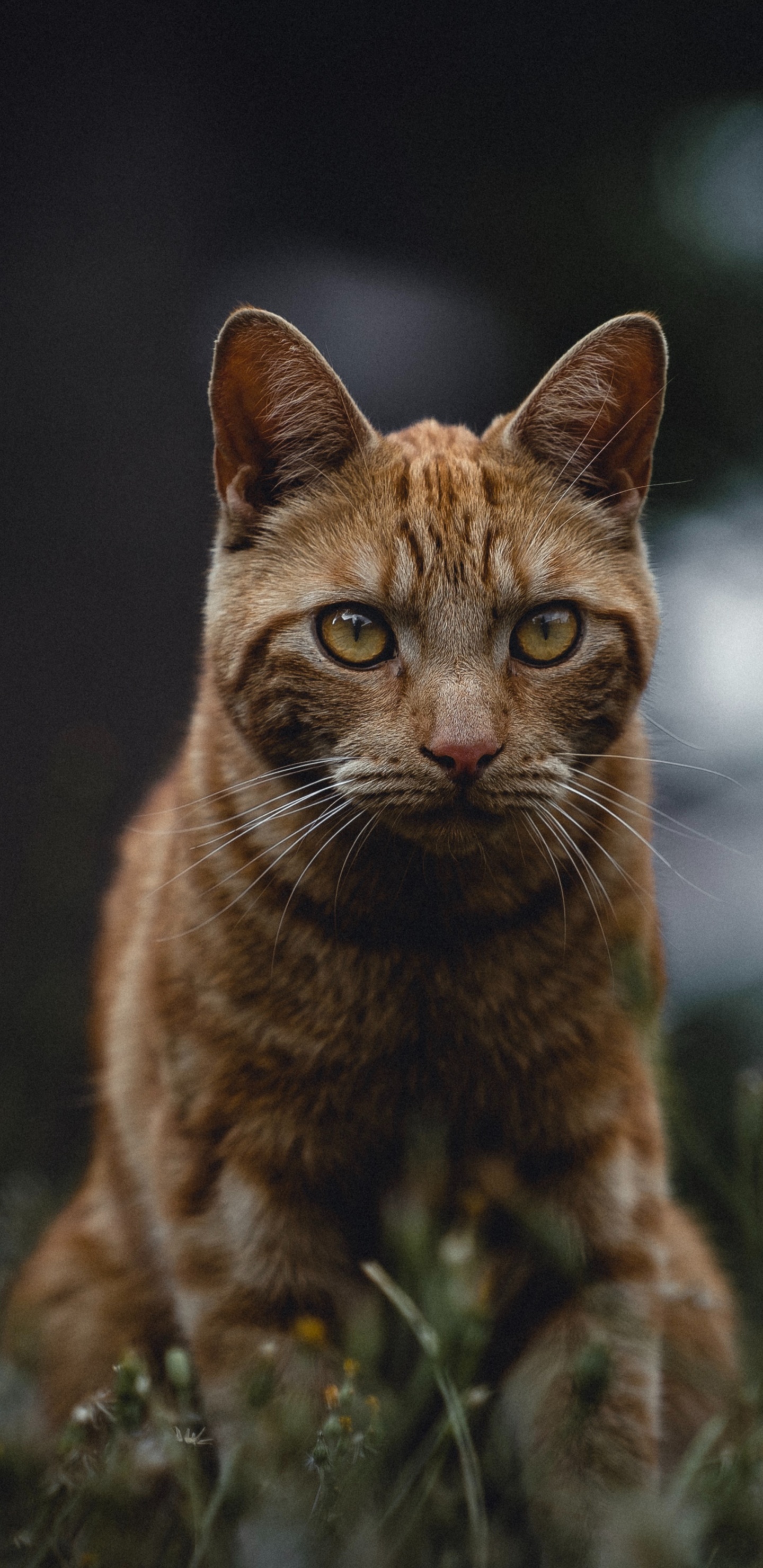 Chat Tigré Brun Sur L'herbe Verte. Wallpaper in 1440x2960 Resolution