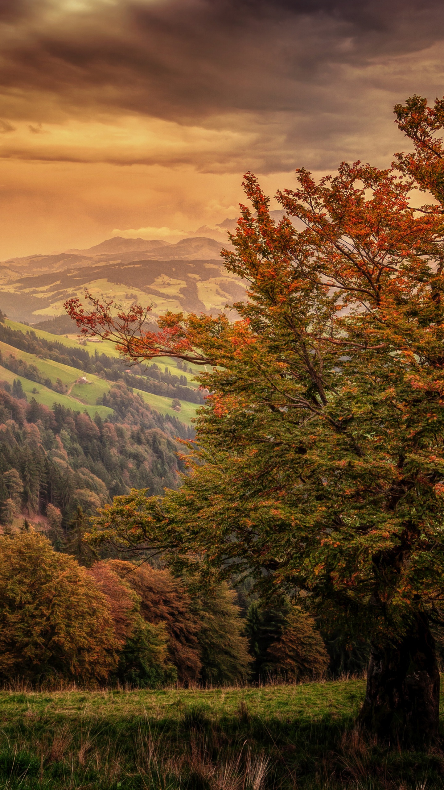 Natur, Sonnenlicht, Wald, Wildnis, Baum. Wallpaper in 1440x2560 Resolution