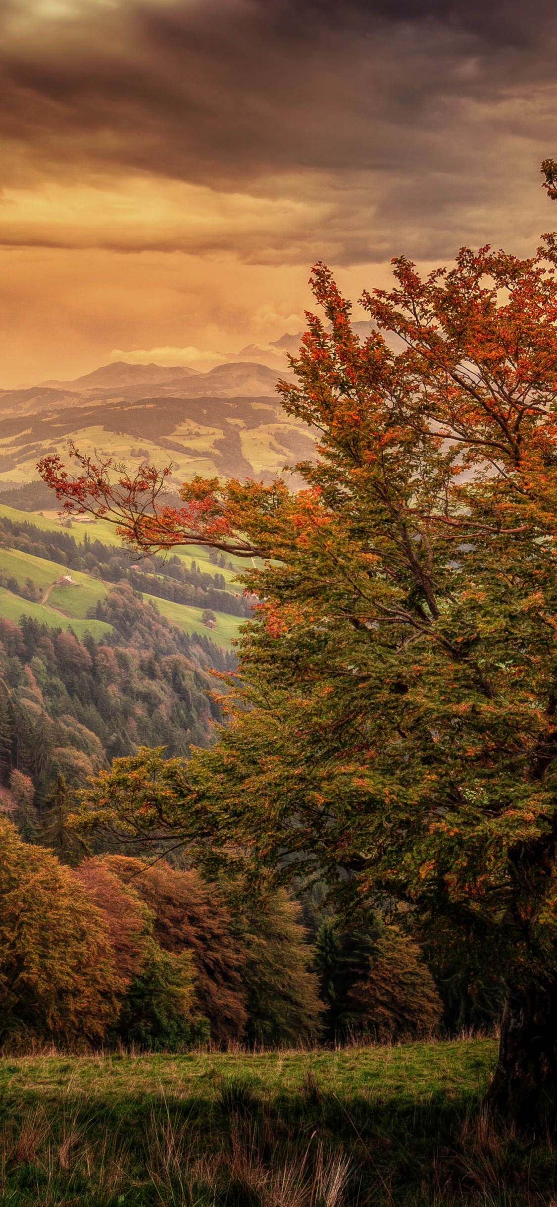 Nature, Forêt, Atmosphère, Paysage Naturel, Feuille. Wallpaper in 1125x2436 Resolution