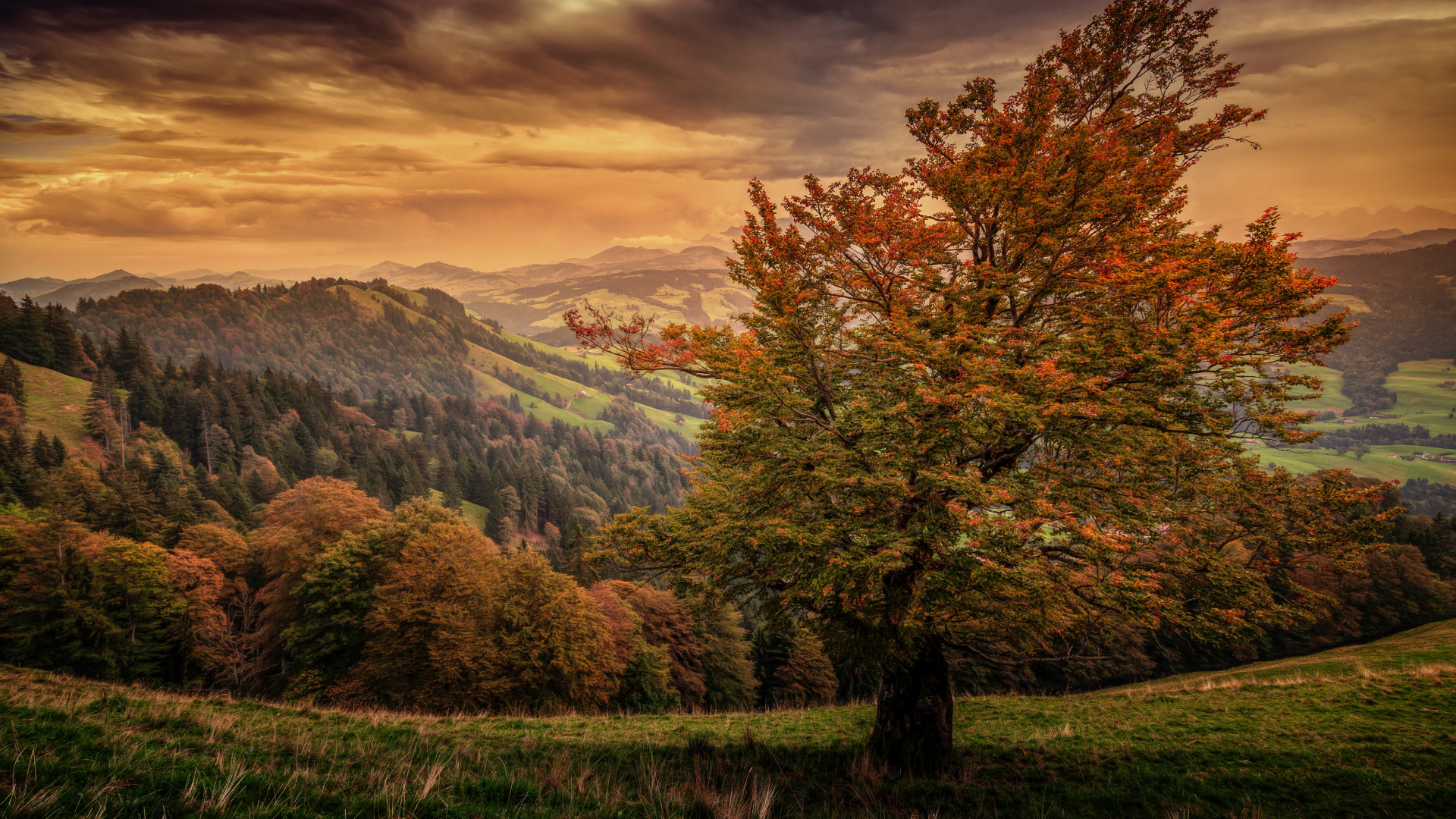 Nature, Forêt, Atmosphère, Paysage Naturel, Feuille. Wallpaper in 1920x1080 Resolution