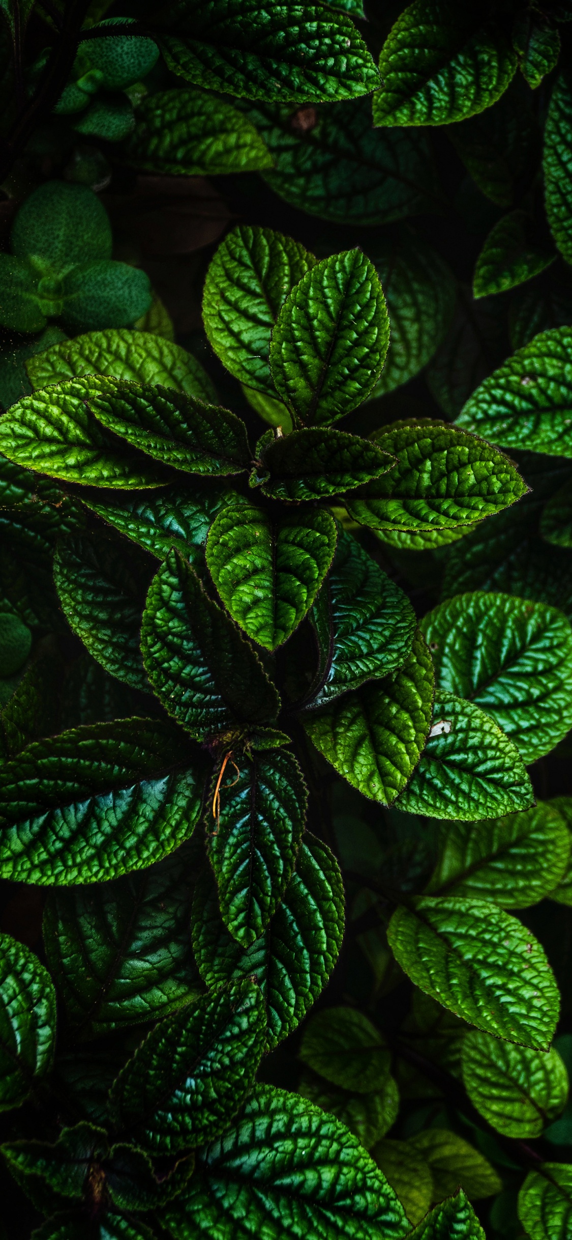 Blatt, Gr, Botanik, Terrestrische Pflanzen, Bodendecker. Wallpaper in 1125x2436 Resolution