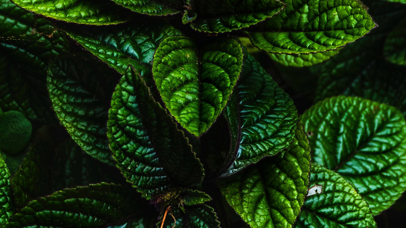 Blatt, Gr, Botanik, Terrestrische Pflanzen, Bodendecker. Wallpaper in 1366x768 Resolution