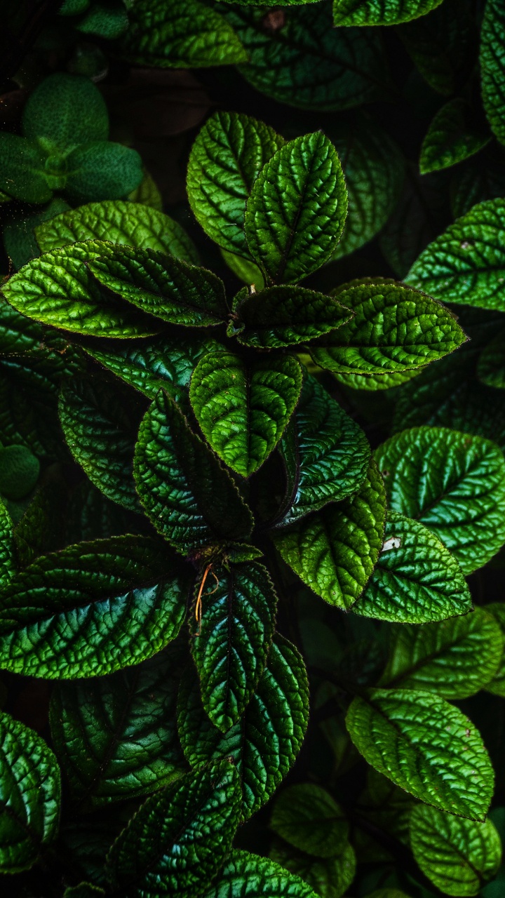 Leaf, Plant, Green, Botany, Terrestrial Plant. Wallpaper in 720x1280 Resolution