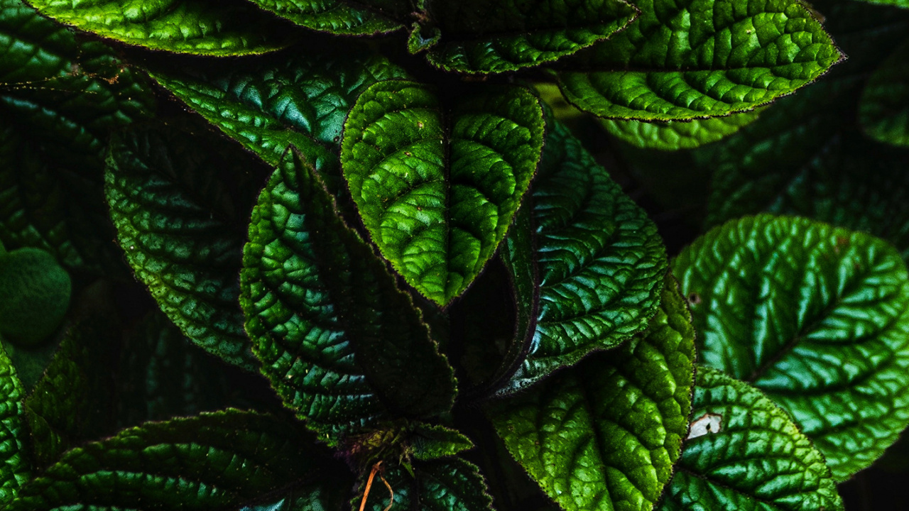 Verde, la Botánica, Planta Terrestre, la Cubierta Vegetal, la Floración de la Planta. Wallpaper in 1280x720 Resolution