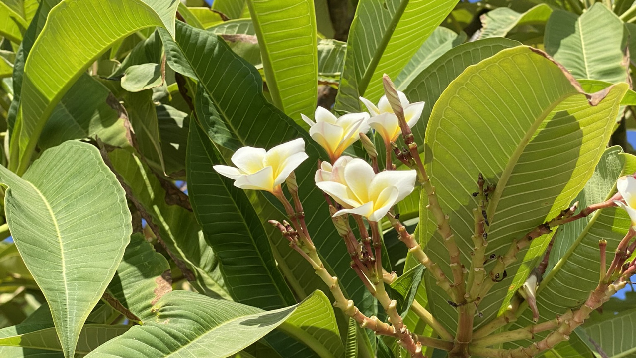 Végétation, Feuille, Plante, Sciences, Biologie. Wallpaper in 1280x720 Resolution