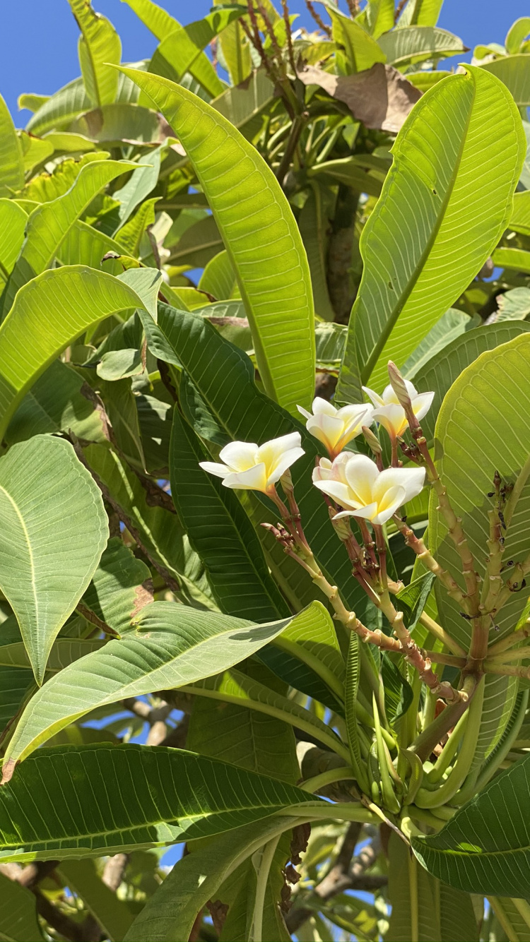 植被, 科学, 生物学, 显花植物, 木本植物 壁纸 750x1334 允许