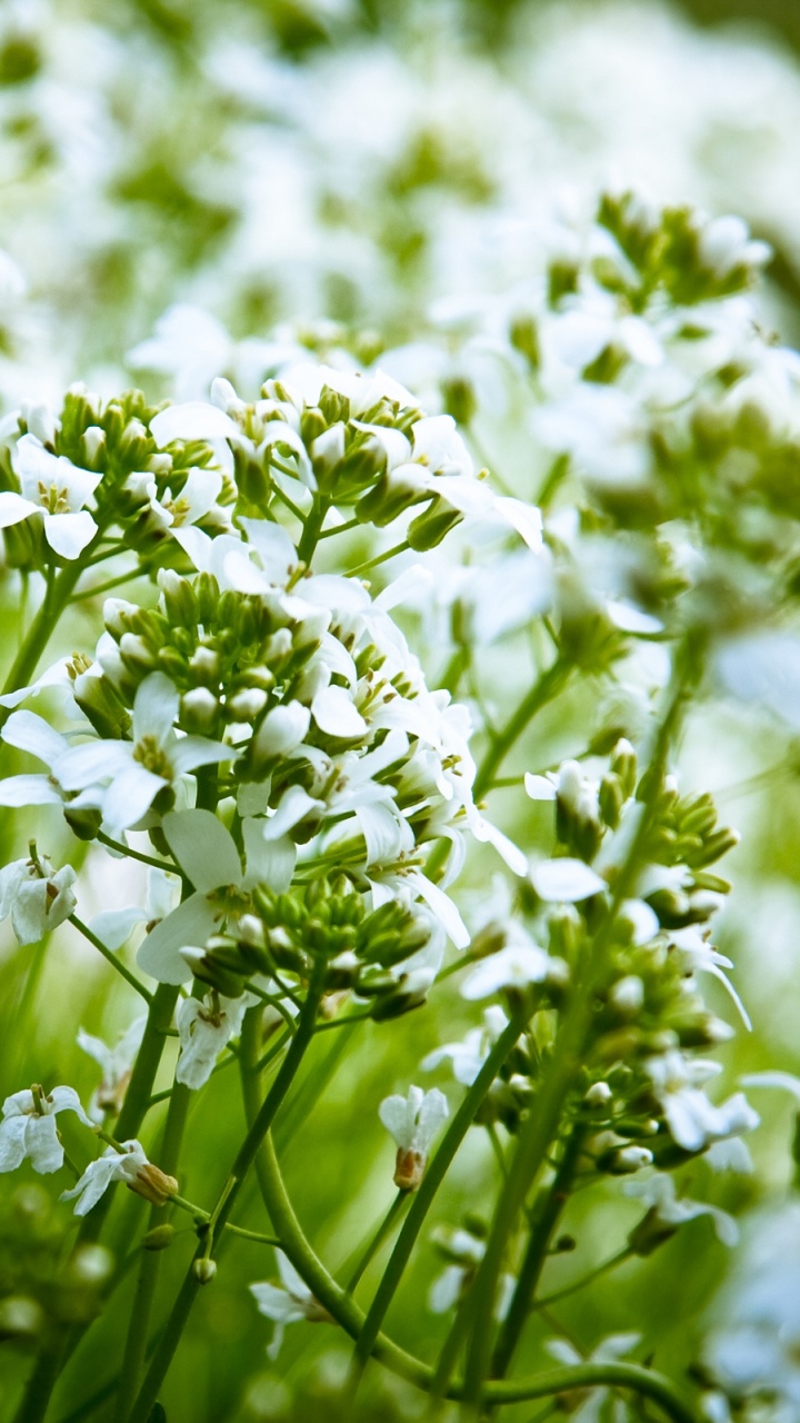White Flowers in Tilt Shift Lens. Wallpaper in 720x1280 Resolution