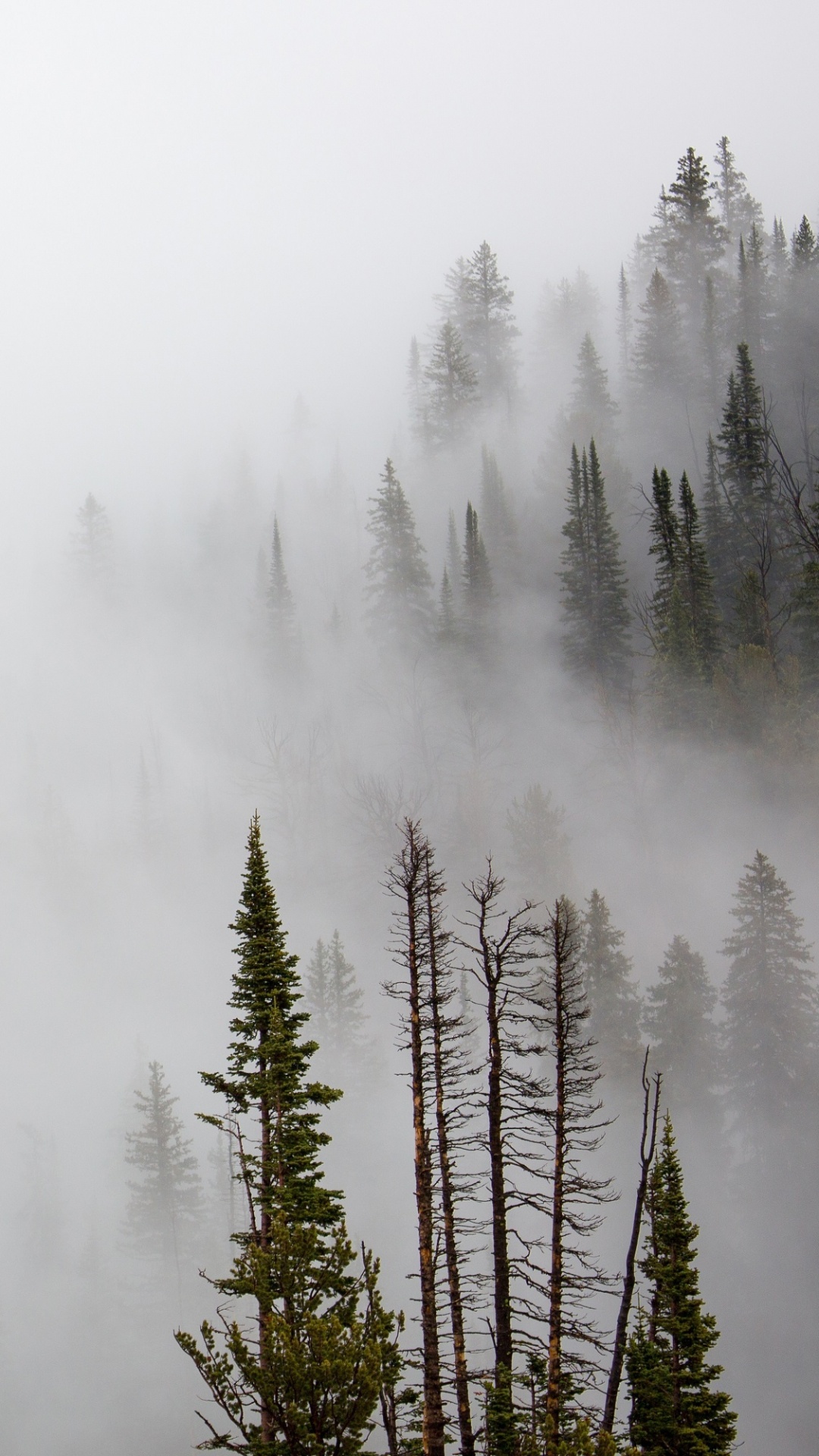 Green Trees on Brown Field Covered With Fog. Wallpaper in 1080x1920 Resolution