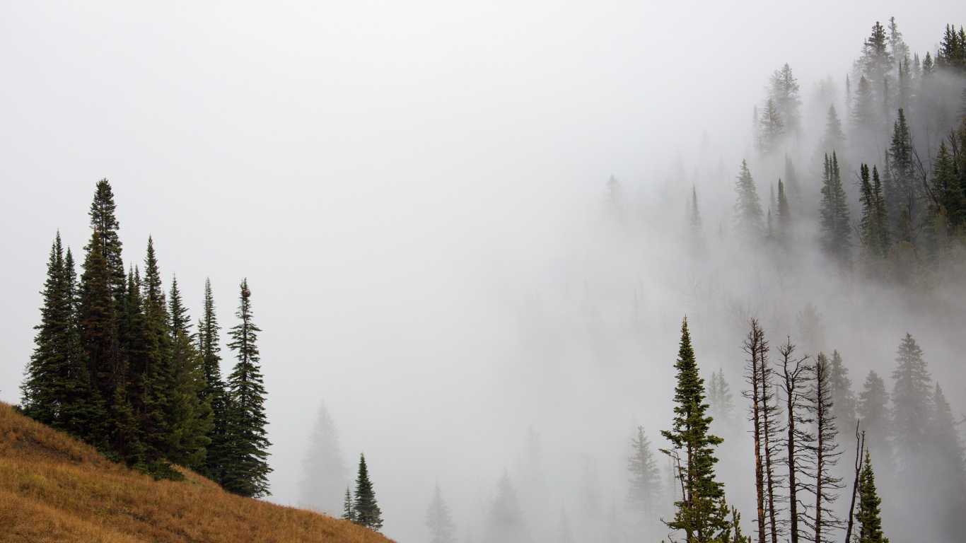 Green Trees on Brown Field Covered With Fog. Wallpaper in 1366x768 Resolution