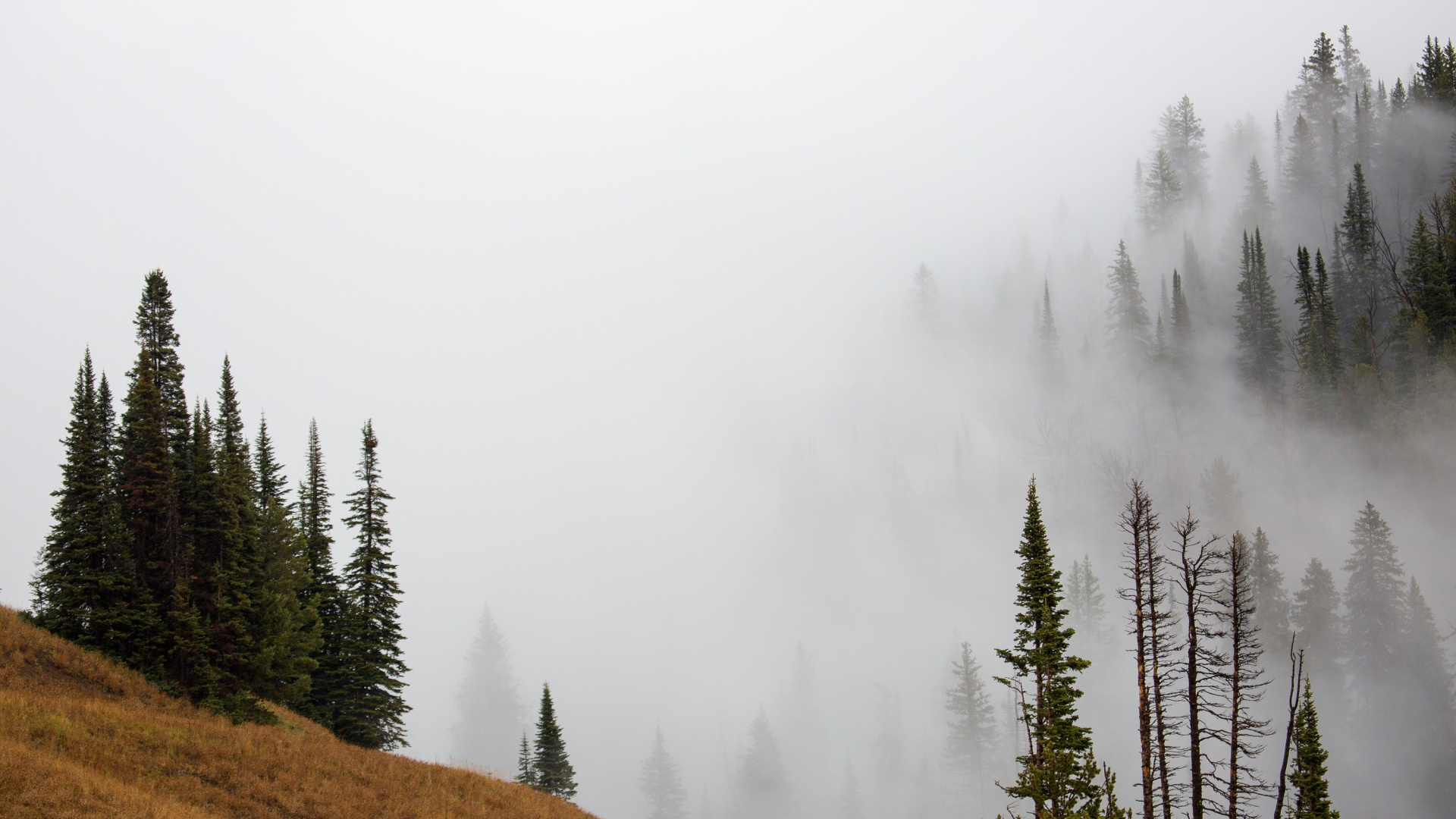 Green Trees on Brown Field Covered With Fog. Wallpaper in 1920x1080 Resolution