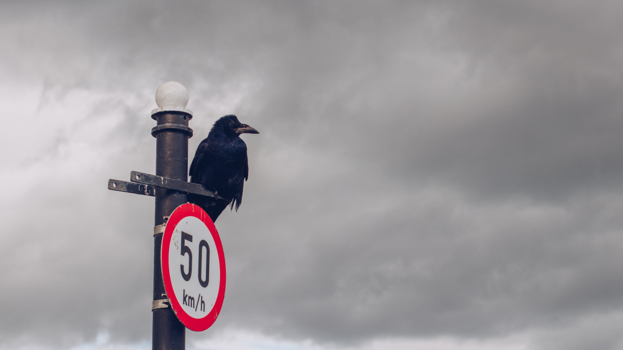 Oiseau Bleu Sur Une Plaque de Rue Bleu et Blanc Sous un Ciel Nuageux Pendant la Journée. Wallpaper in 1280x720 Resolution