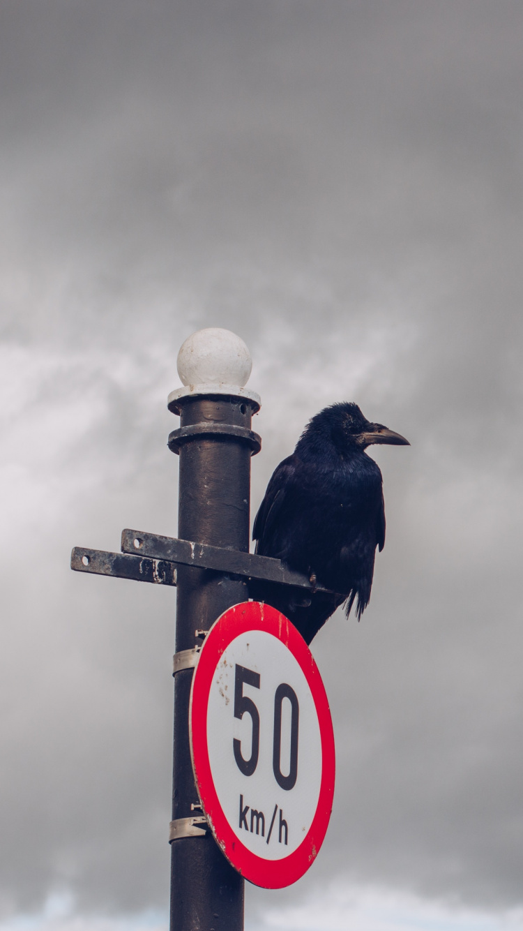 常见的乌鸦, 标牌, 鸟, 标志, 路灯 壁纸 750x1334 允许