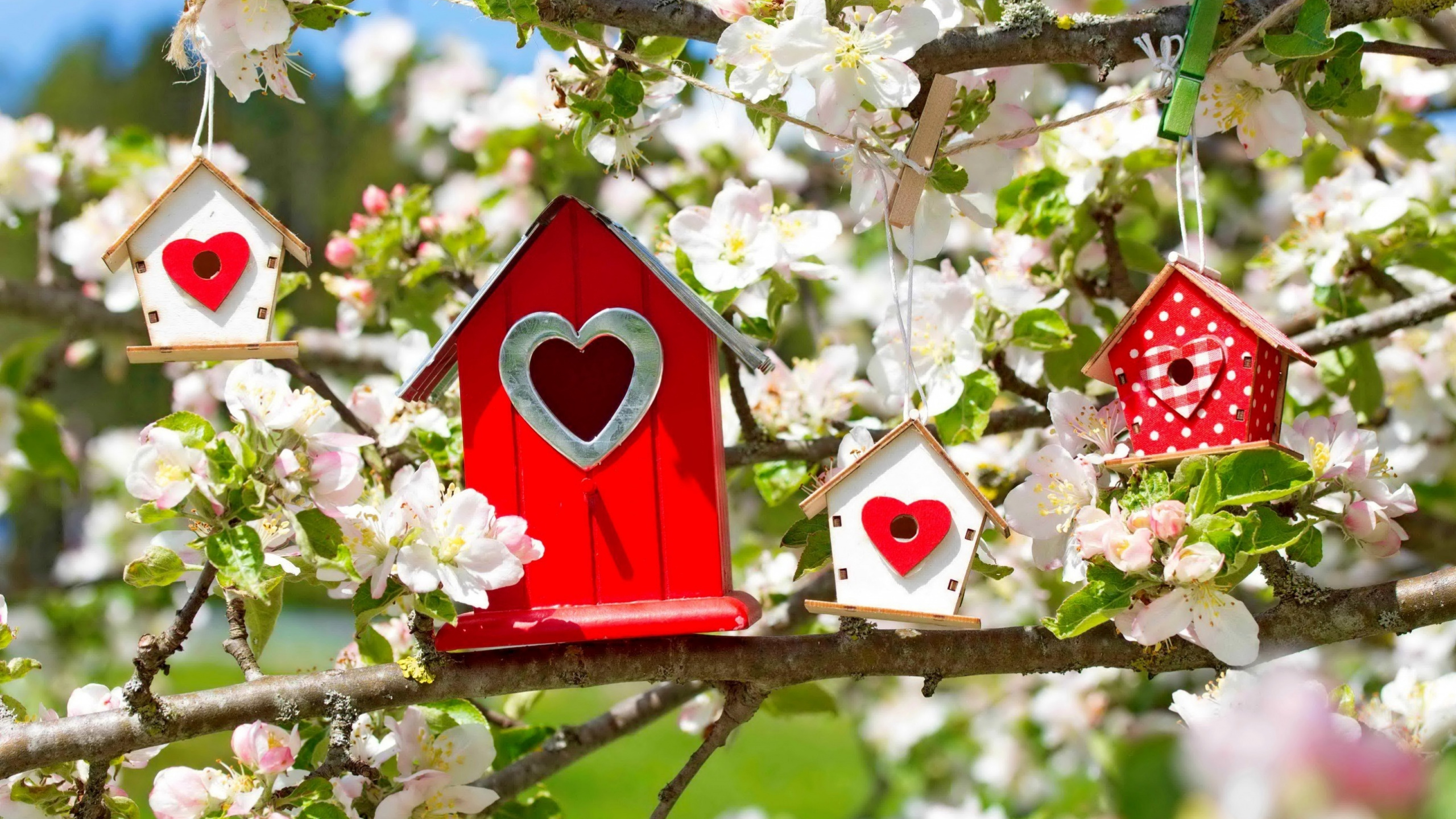 Flower Tree Love Symbol, Flower, Tree, Plant, Petal. Wallpaper in 2560x1440 Resolution