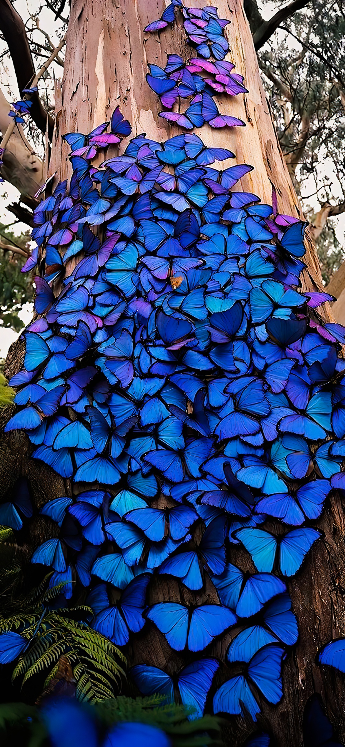 Kelvin Hudson Butterflies, Menelaus Blue Morpho, Blue Morpho, Lepidoptera, Butterflies. Wallpaper in 1125x2436 Resolution