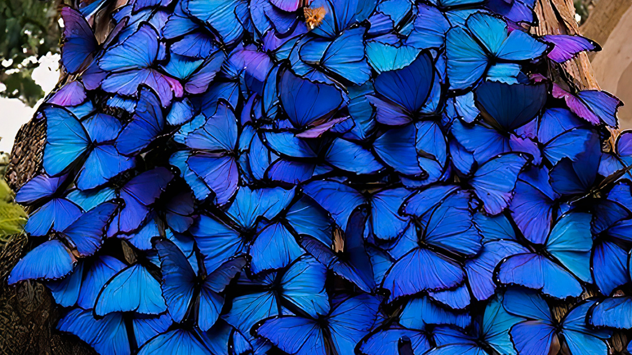 Kelvin Hudson Butterflies, Menelaus Blue Morpho, Blue Morpho, Lepidoptera, Butterflies. Wallpaper in 1280x720 Resolution