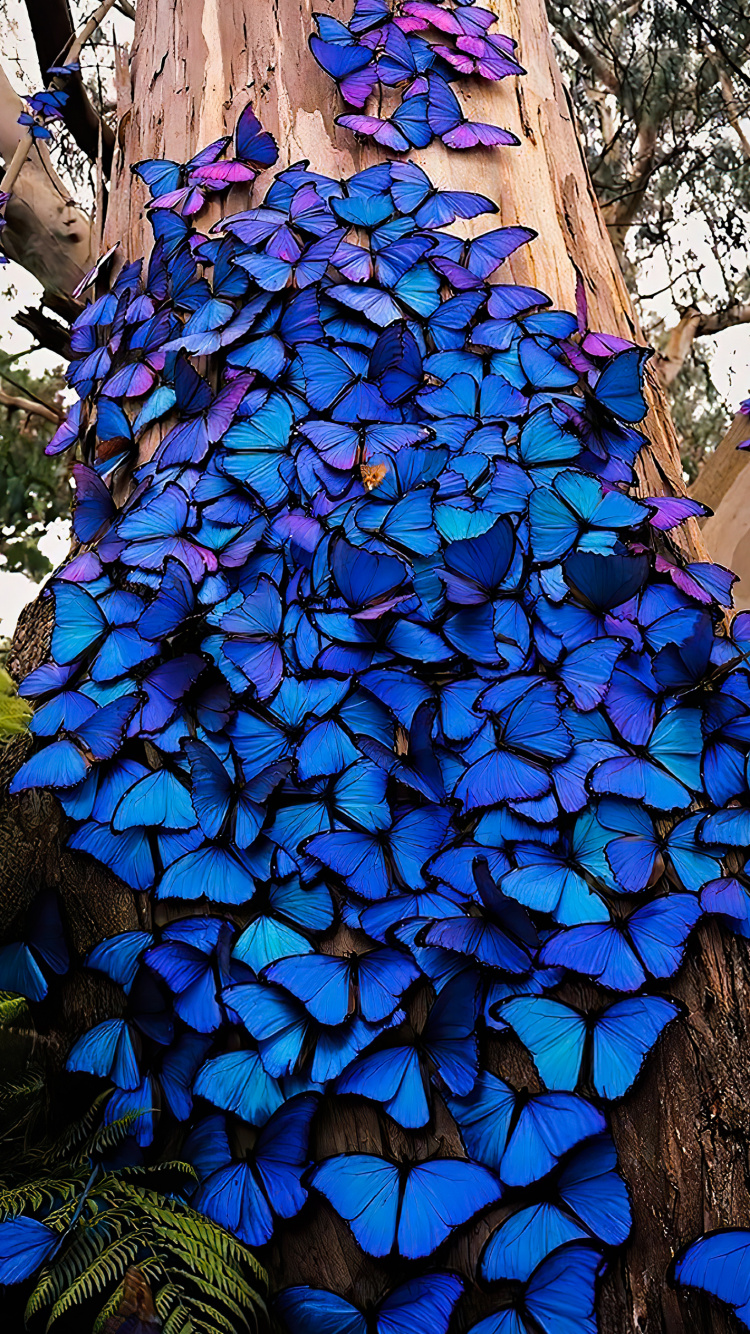 Kelvin Hudson Butterflies, Menelaus Blue Morpho, Blue Morpho, Lepidoptera, Butterflies. Wallpaper in 750x1334 Resolution