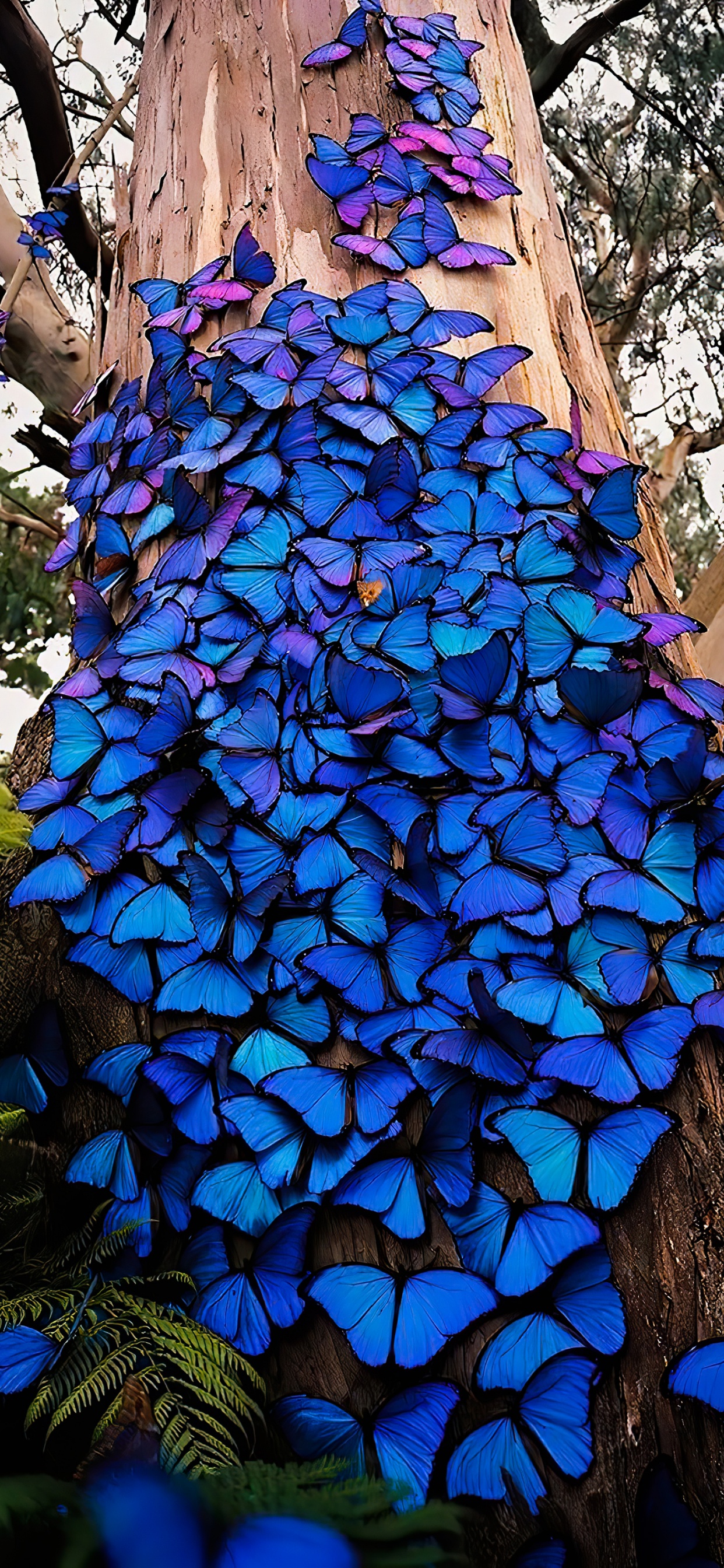 Mariposas de Kelvin Hudson, Menelao Morfo Azul, Morfo Azul, Lepidoptera, Las Mariposas. Wallpaper in 1242x2688 Resolution