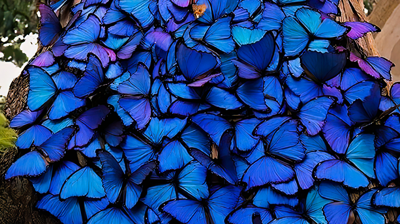 Mariposas de Kelvin Hudson, Menelao Morfo Azul, Morfo Azul, Lepidoptera, Las Mariposas. Wallpaper in 1366x768 Resolution