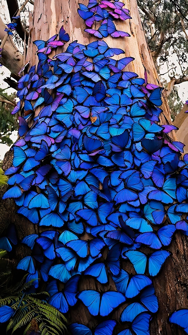 Papillons de Kelvin Hudson, Ménélas Morpho Bleu, Morpho Bleu, Les Lépidoptères, Irisation. Wallpaper in 720x1280 Resolution