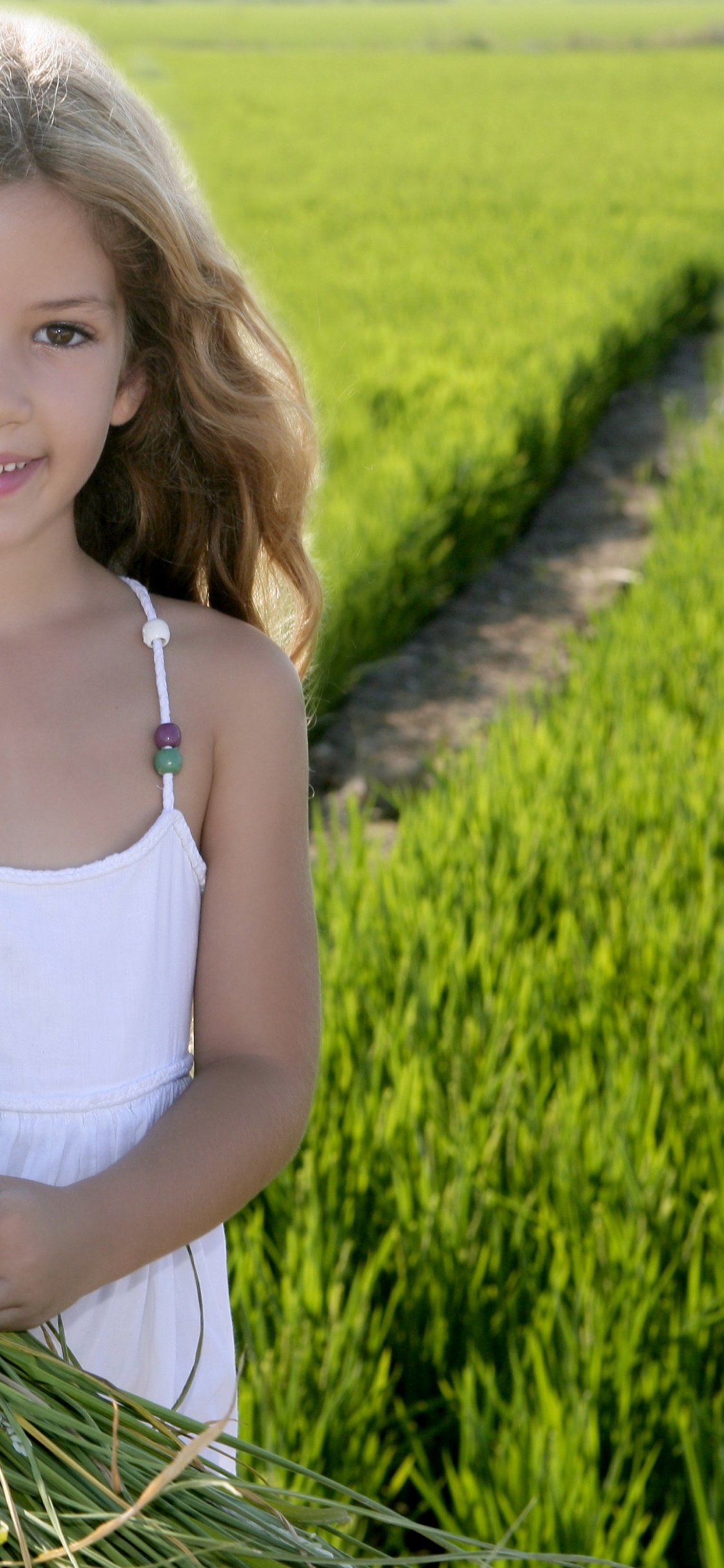 Agricultura, Campo de Arroz, Granja, Cultivo, Hierba de la Familia. Wallpaper in 1125x2436 Resolution