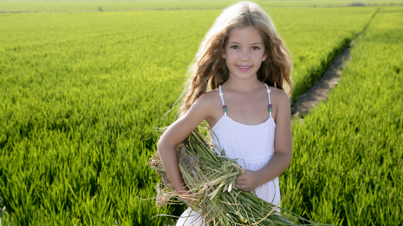 Agricultura, Campo de Arroz, Granja, Cultivo, Hierba de la Familia. Wallpaper in 1280x720 Resolution