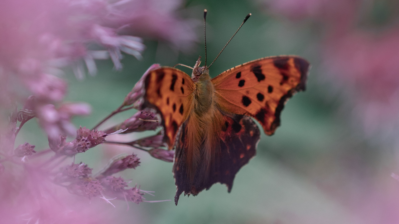 Brown and Black Butterfly on Purple Flower. Wallpaper in 1280x720 Resolution