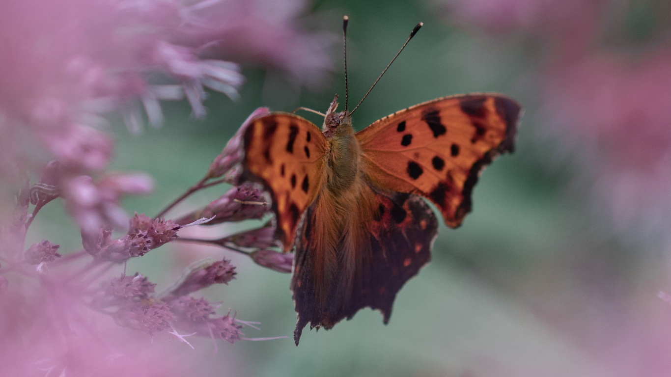 Brown and Black Butterfly on Purple Flower. Wallpaper in 1366x768 Resolution