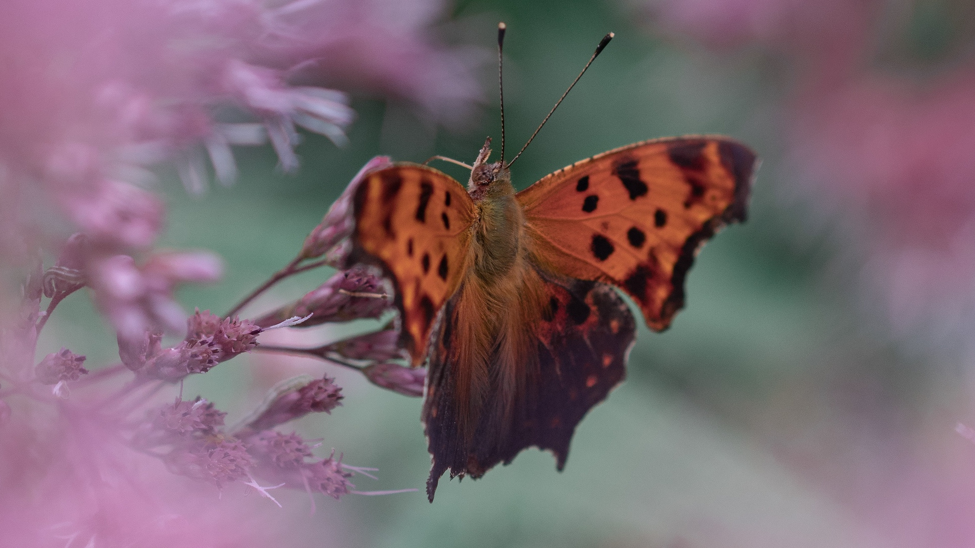 Brown and Black Butterfly on Purple Flower. Wallpaper in 1920x1080 Resolution