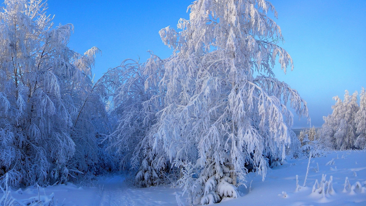 White and Brown Tree on White Sand Beach During Daytime. Wallpaper in 1280x720 Resolution