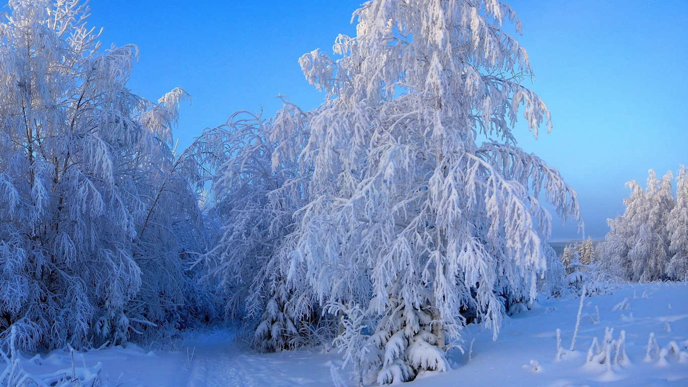 Arbre Blanc et Brun Sur la Plage de Sable Blanc Pendant la Journée. Wallpaper in 1366x768 Resolution