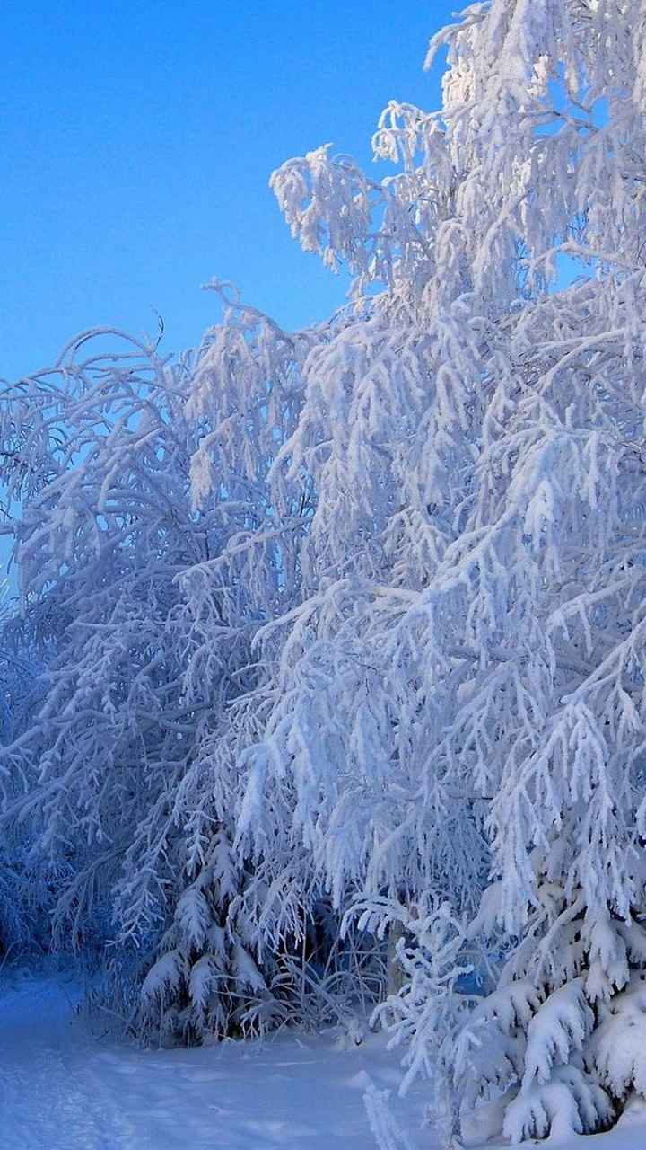 Arbre Blanc et Brun Sur la Plage de Sable Blanc Pendant la Journée. Wallpaper in 720x1280 Resolution