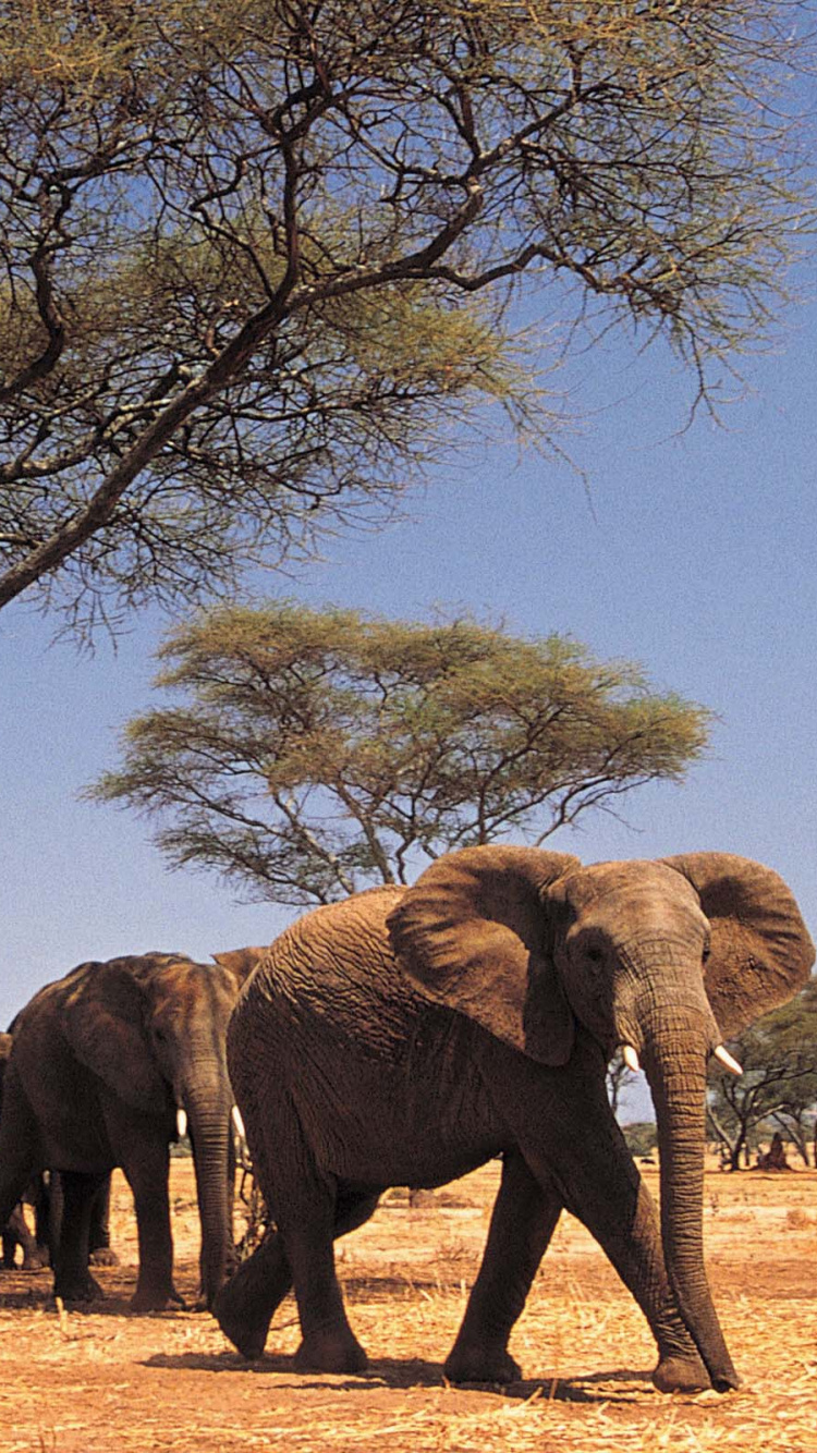 Éléphant Brun Marchant Sur un Champ Brun Pendant la Journée. Wallpaper in 750x1334 Resolution