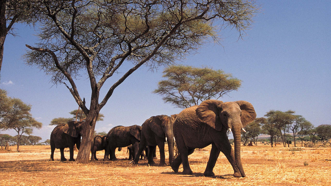 Brown Elephant Walking on Brown Field During Daytime. Wallpaper in 1280x720 Resolution