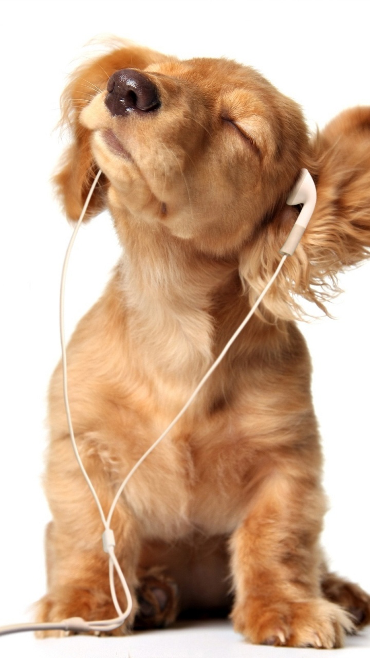 Puppy, Dog, Dog Breed, Music, Listening. Wallpaper in 720x1280 Resolution