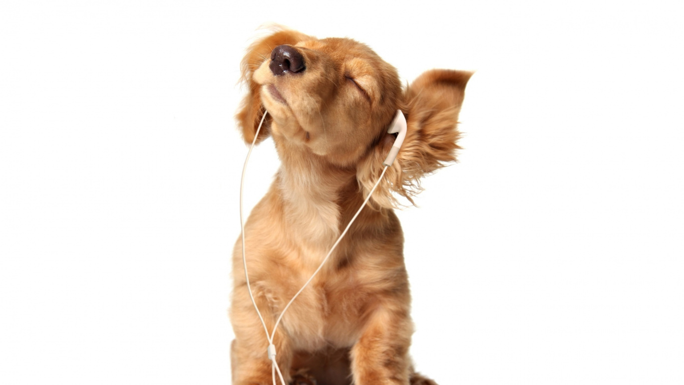 Welpe, Hund, Hunderasse, Musik, Listening. Wallpaper in 1366x768 Resolution