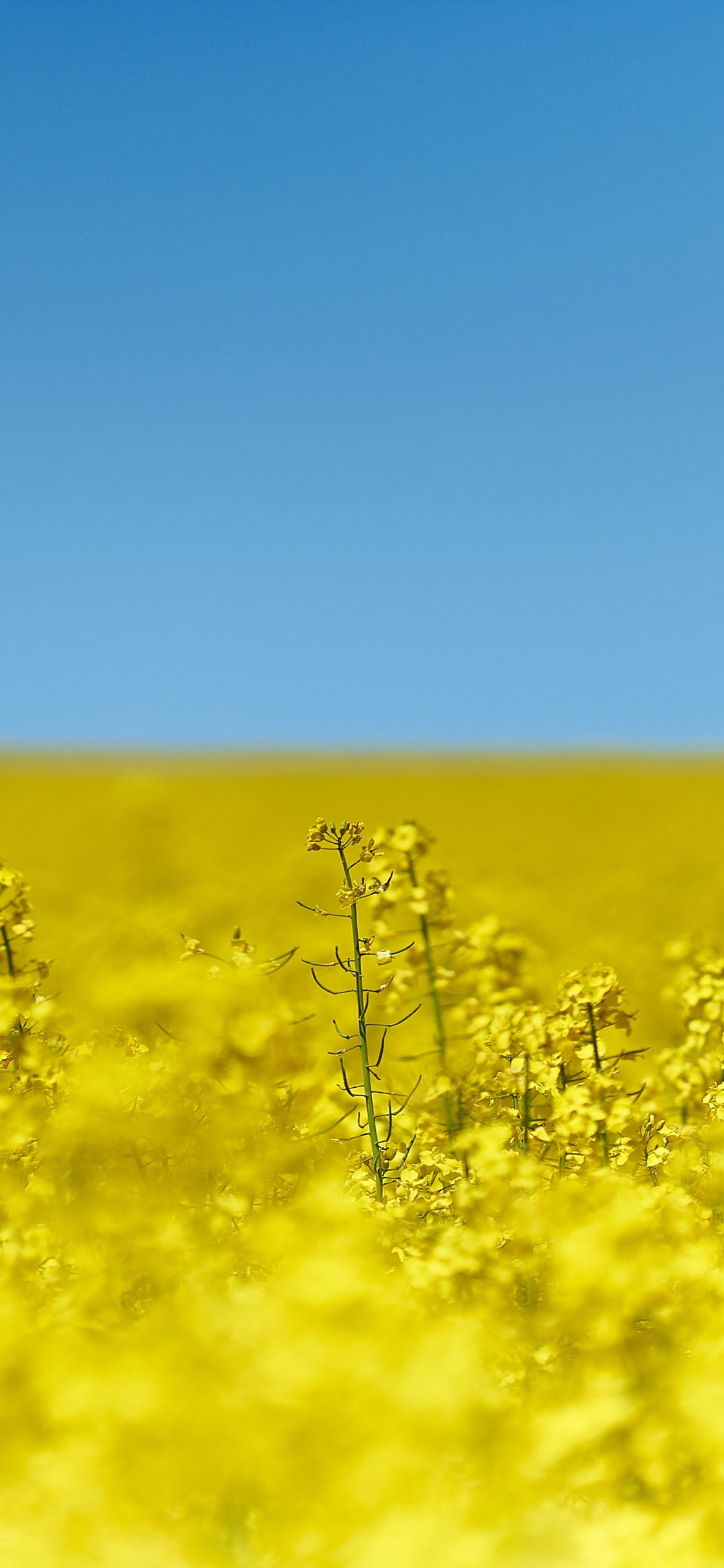 Campo de Flores Amarillas Bajo un Cielo Azul Durante el Día. Wallpaper in 1125x2436 Resolution