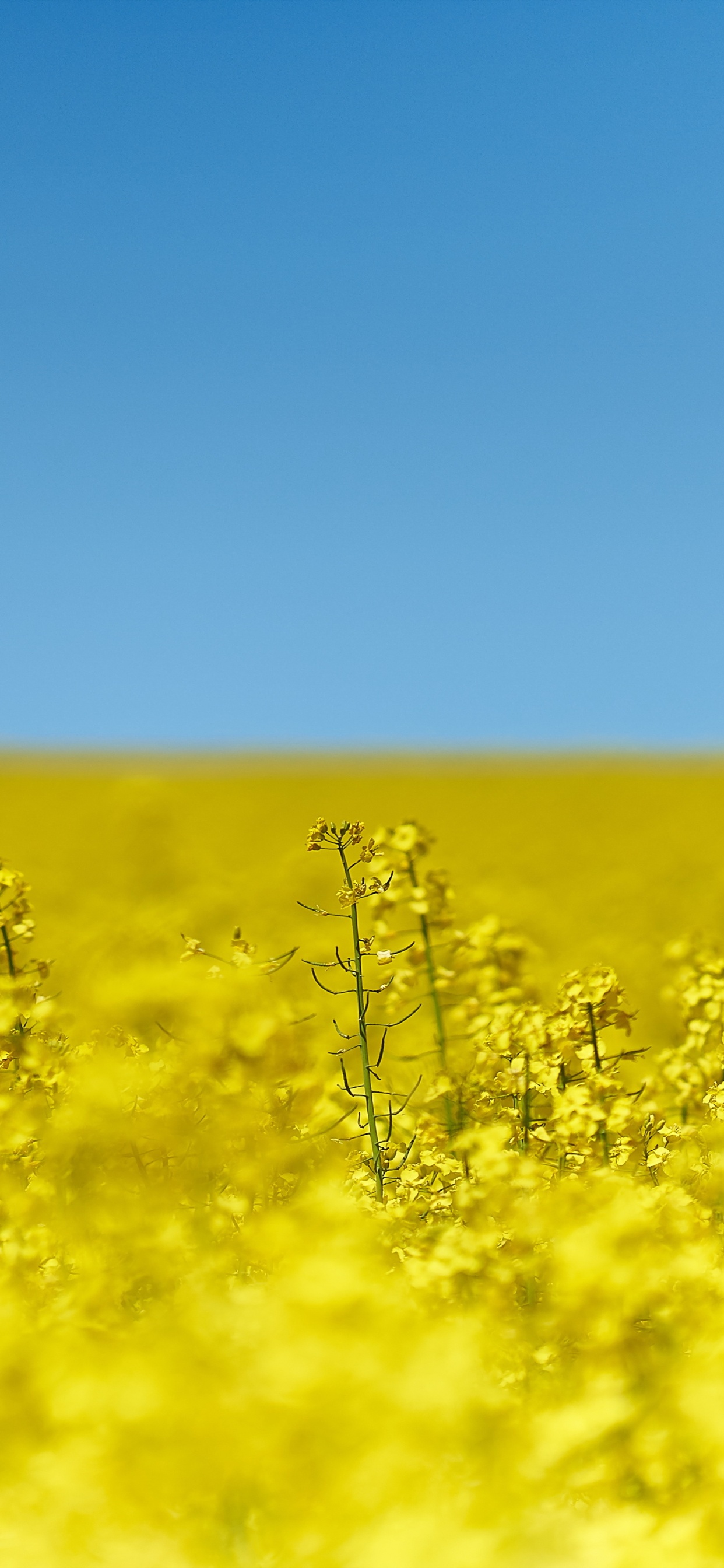 Campo de Flores Amarillas Bajo un Cielo Azul Durante el Día. Wallpaper in 1242x2688 Resolution