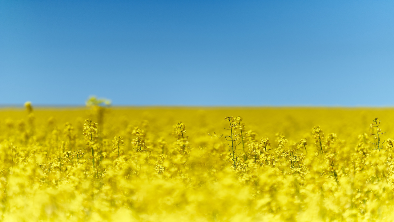 Campo de Flores Amarillas Bajo un Cielo Azul Durante el Día. Wallpaper in 1280x720 Resolution