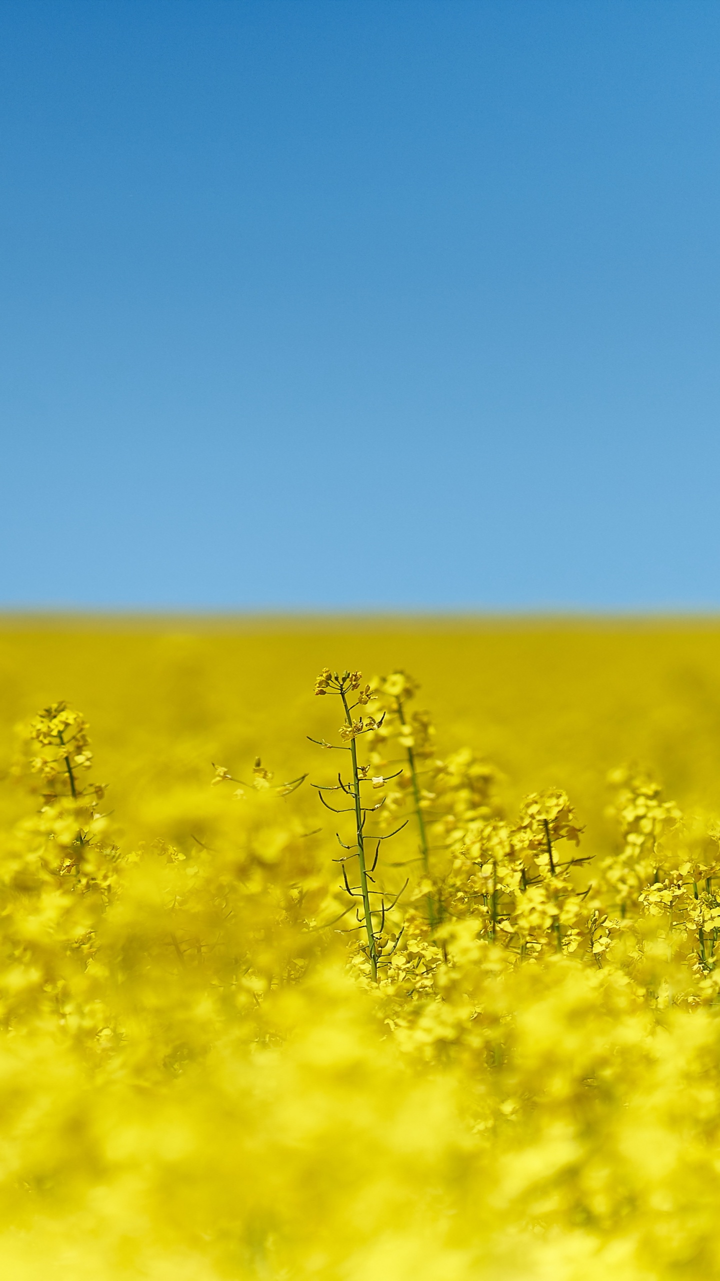 Campo de Flores Amarillas Bajo un Cielo Azul Durante el Día. Wallpaper in 1440x2560 Resolution