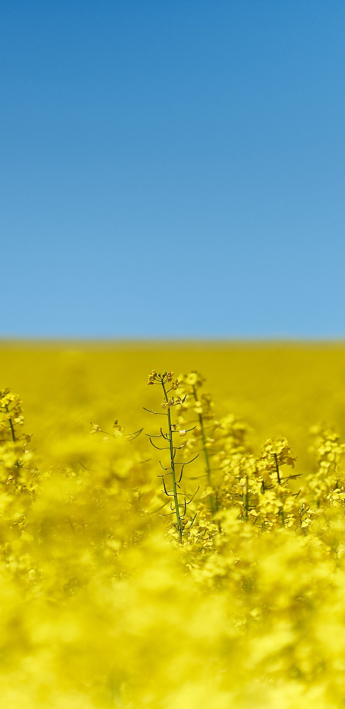 Gelbes Blumenfeld Unter Blauem Himmel Tagsüber. Wallpaper in 1440x2960 Resolution