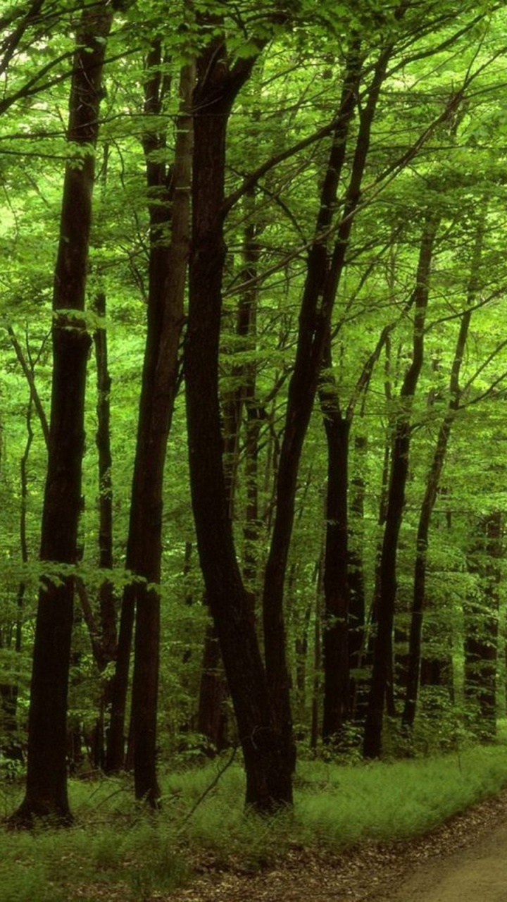 Graue Asphaltstraße Zwischen Grünen Bäumen Tagsüber. Wallpaper in 720x1280 Resolution