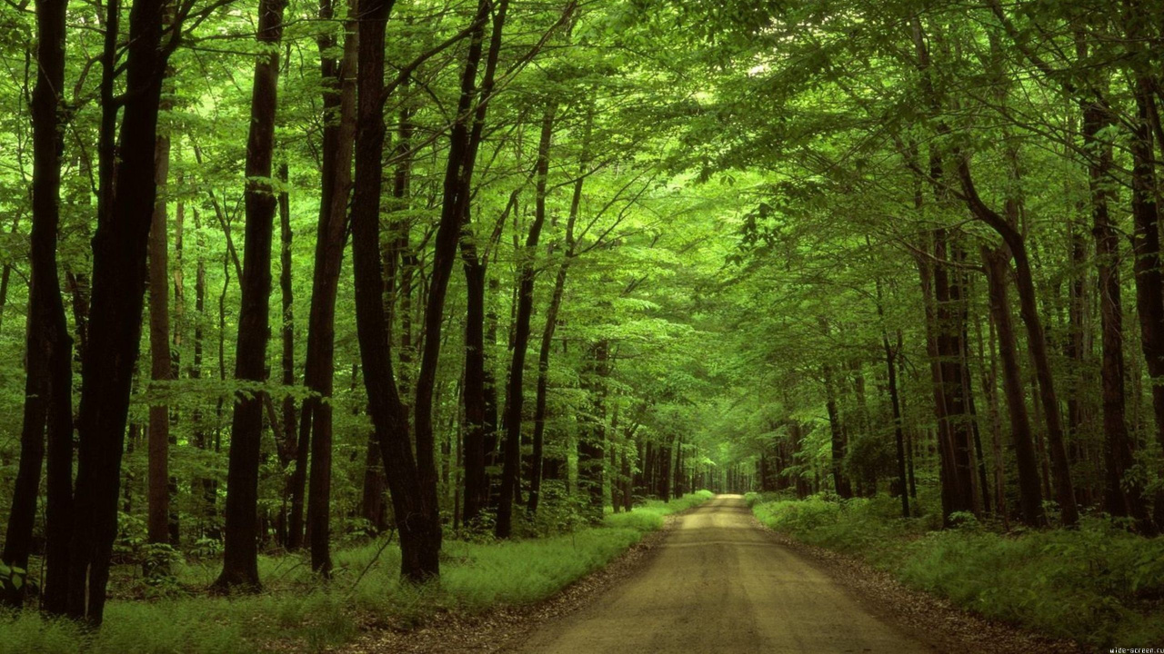 Gray Asphalt Road Between Green Trees During Daytime. Wallpaper in 1280x720 Resolution