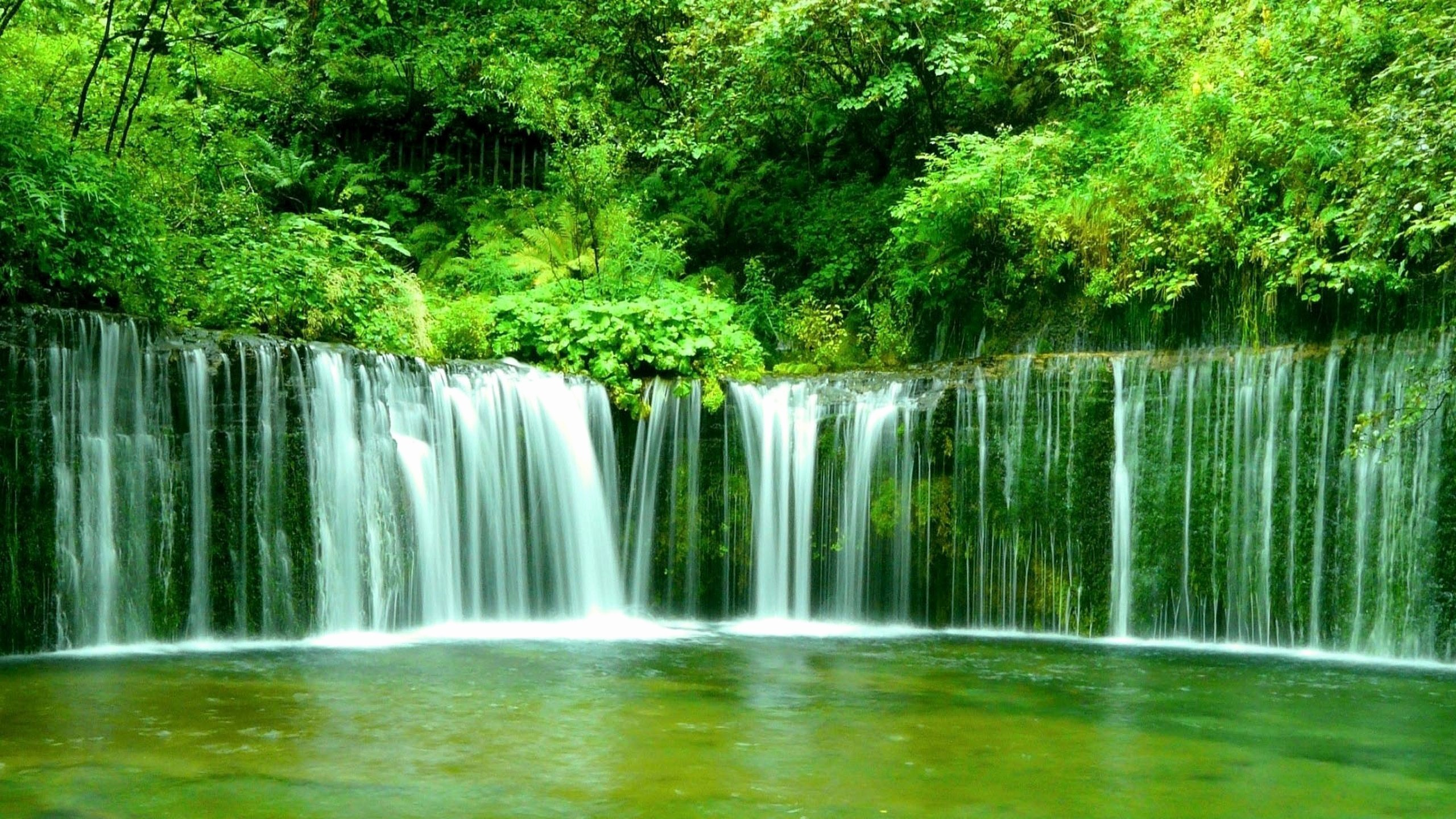 el Agua Cae en Medio de Árboles Verdes. Wallpaper in 2560x1440 Resolution